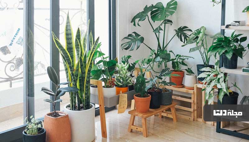 گیاهان آپارتمانی همیشه سبز