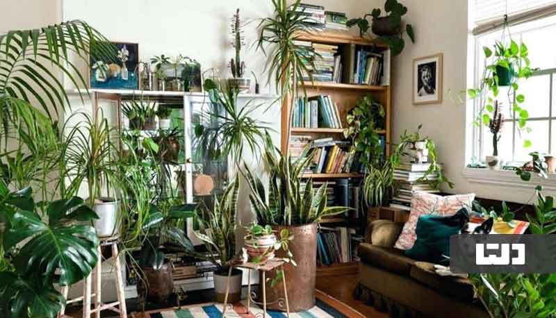 گیاه آپارتمانی مقاوم در دکور منزل